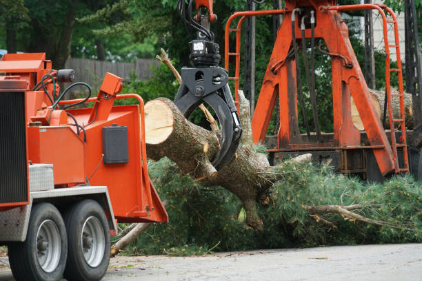 Reliable Corralitos, CA Tree Services Solutions