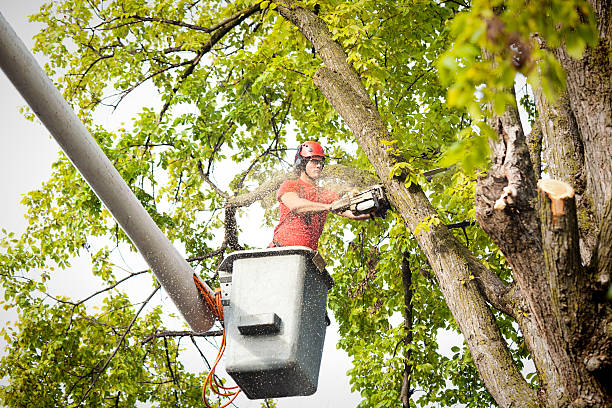 How Our Tree Care Process Works  in  Corralitos, CA